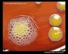 positive catalase test
